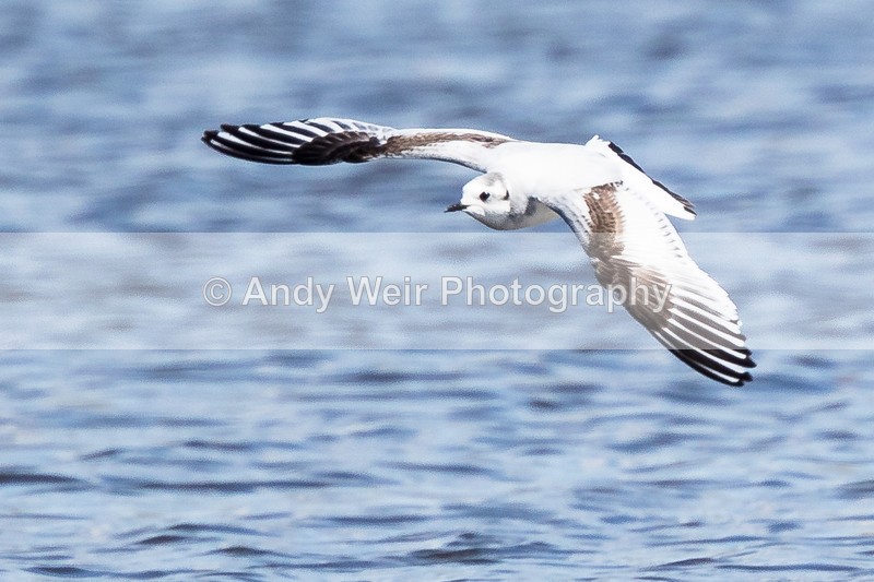 20160423-8E0A4095 - Gulls