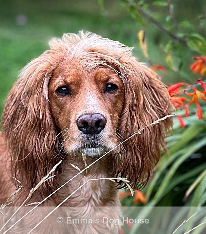  - Pawtraits