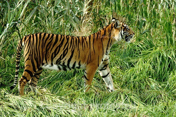 Sumatran Tiger - Melati (London Zoo) - Tigers