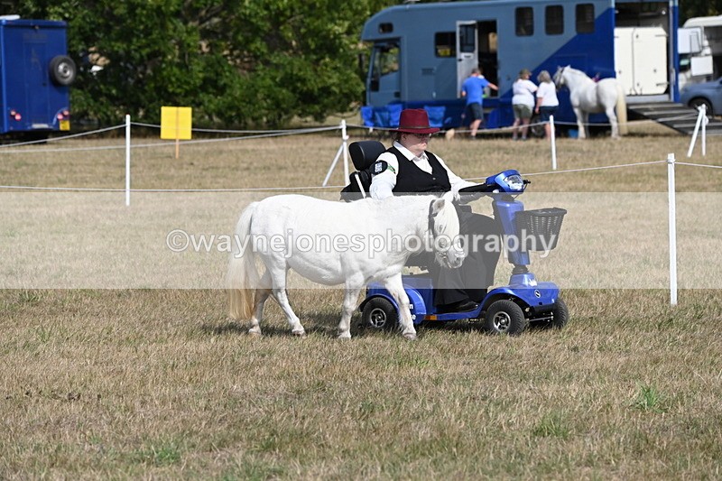WJ6_6790 - Class 21 Shetland & Mini Horses
