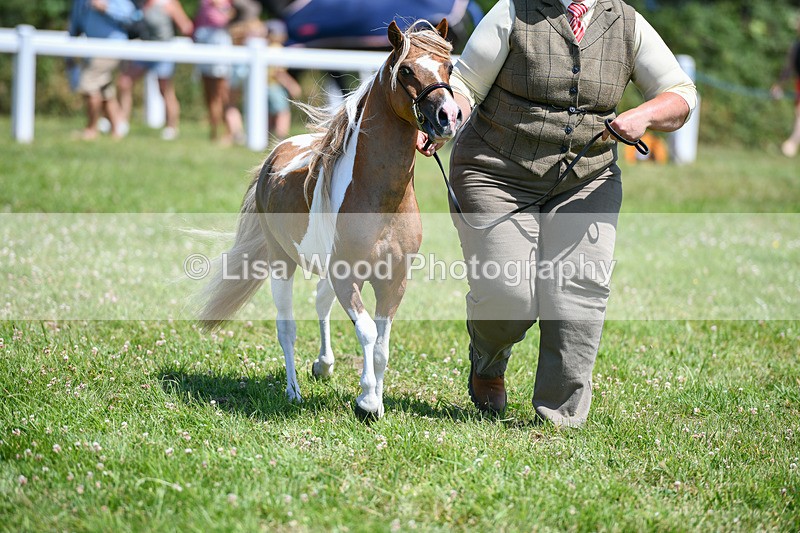 DSC_7151 - Class 61: Miniature Horse 4yrs & over