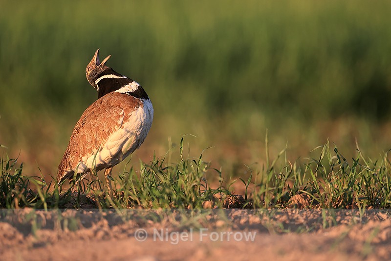 Little Bustard calling early morning, Montgai, Spain - Little Bustard