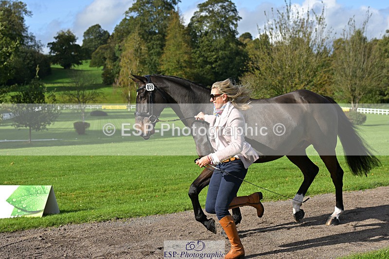 241023-130805-00091 - 056-Claire.Deuten-KILBUNNY.BLUE.BIRD