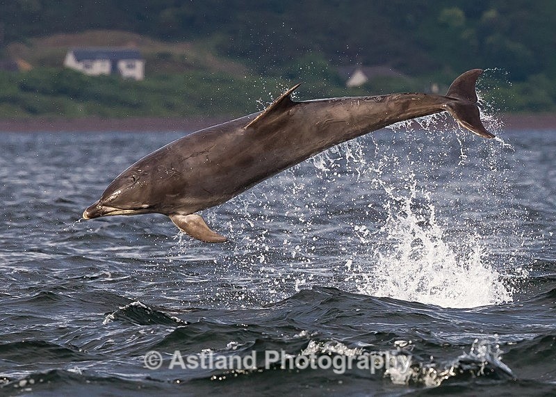 Astland Photography, Bird and Wildlife Images, Susan and Peter Wilson, U.K.