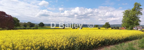 Rapeseed crop Llanbedr nr Ruthin - Vale of Clwyd