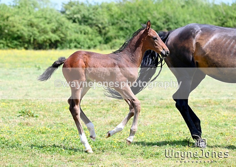 WJ6_4254 - Lyford Stud - Foals 01-06-25