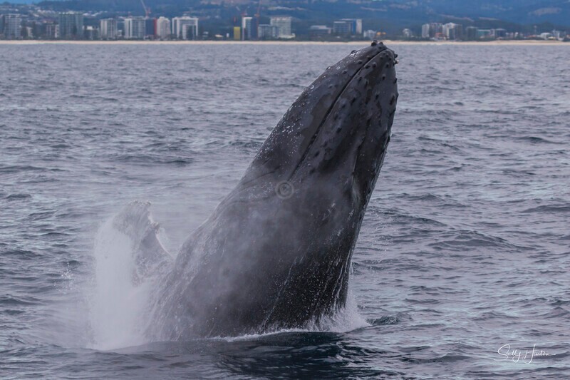0A3A5522 - 2024 Whale Photos