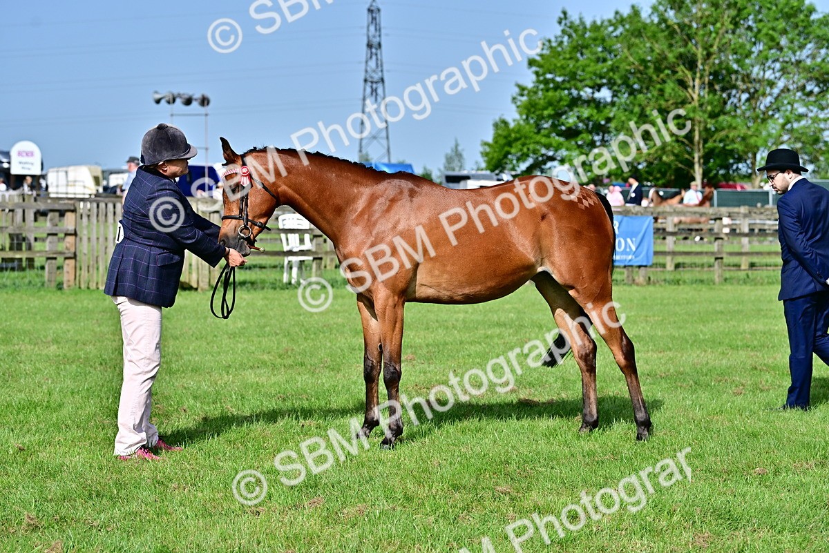 SBM_00969 - Class 46-49 - Arab and Part Bed-Anglo Arab In Hand