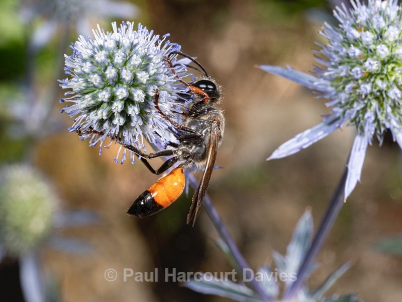 Digger wasp (Sphex flavipennis). - Ten Metres from Home 1. (2020)