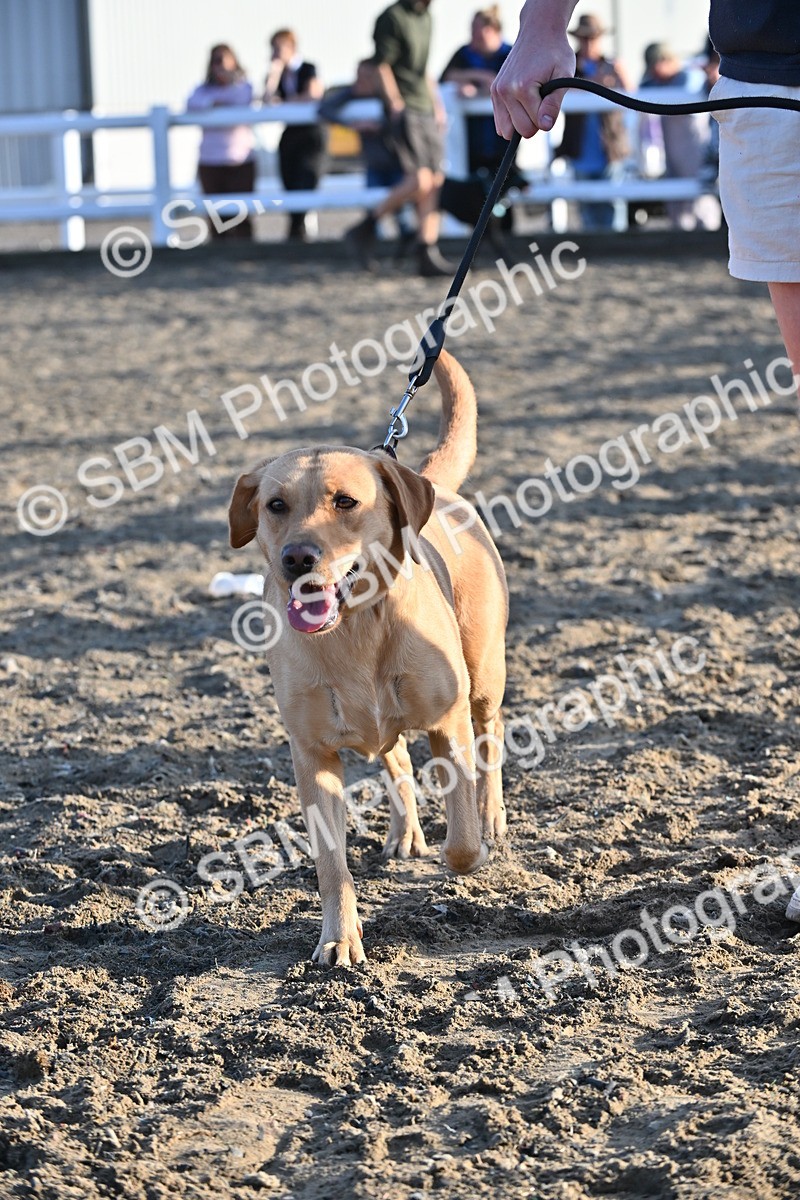 SBM_09427 - Lorry Dogs