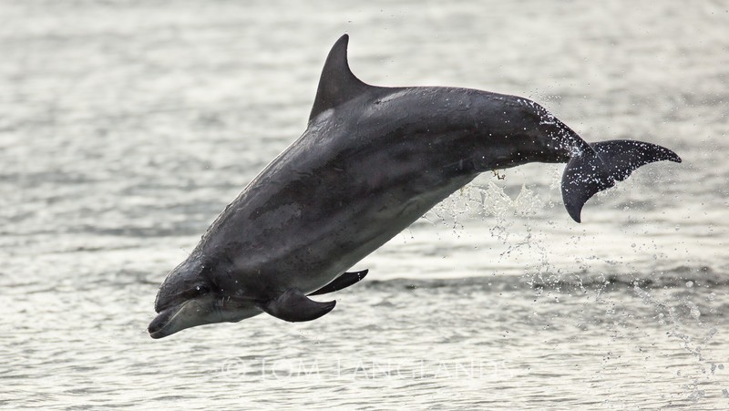 Bottlenose Dolphins - Dolphins