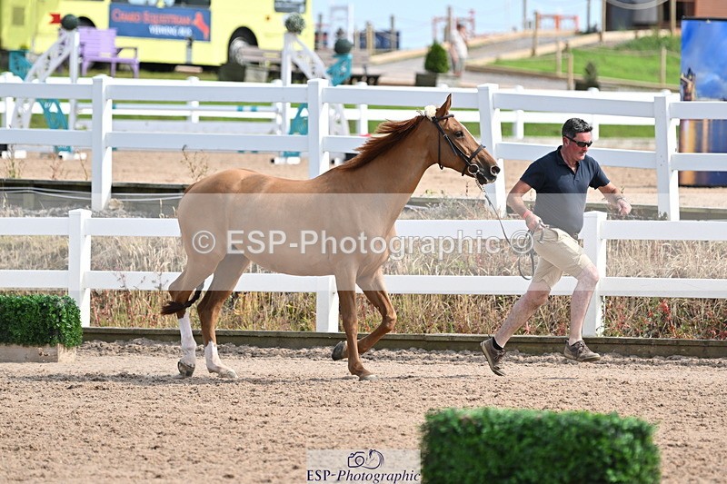 240717A-161021-03332 - Trot Up 4pm to 5pm