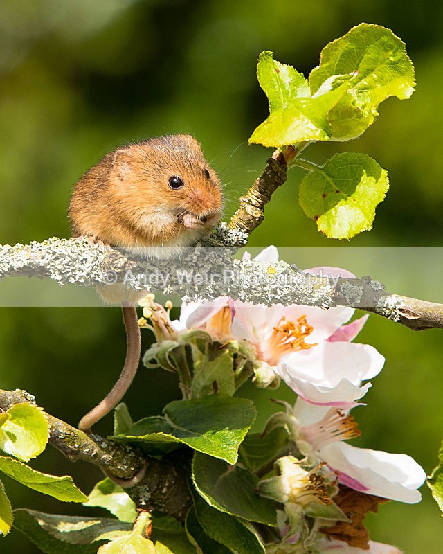 20150515-8E0A9896 - Harvest Mouse