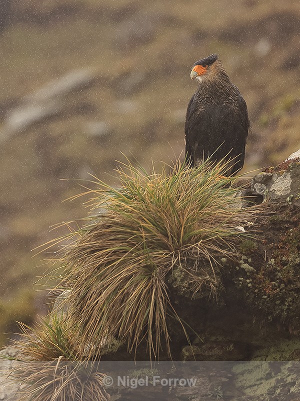Crested Caracara perched in rain, Saunders Island, Falklands - Crested Caracara