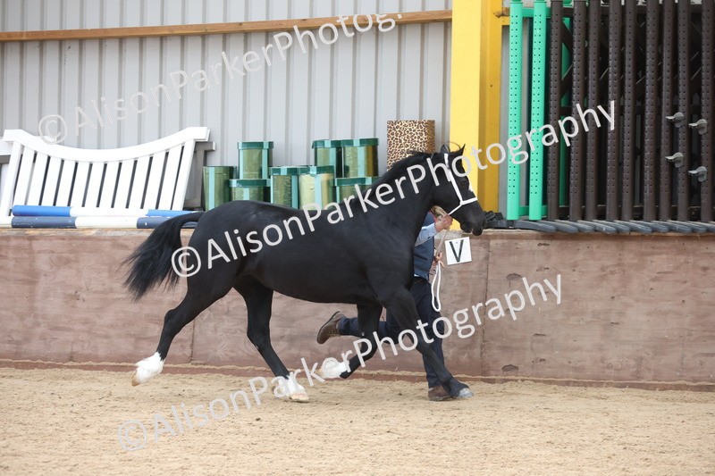 20251109-1140 - Championship