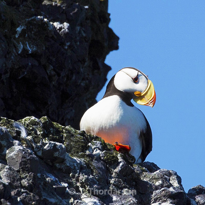  - Sea Birds