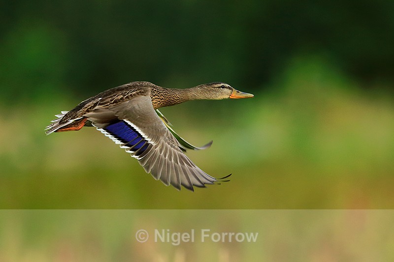 Mallard in flight at Rothiemurchus - Mallard
