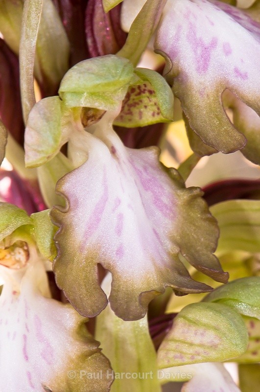  - Orchids - Various
