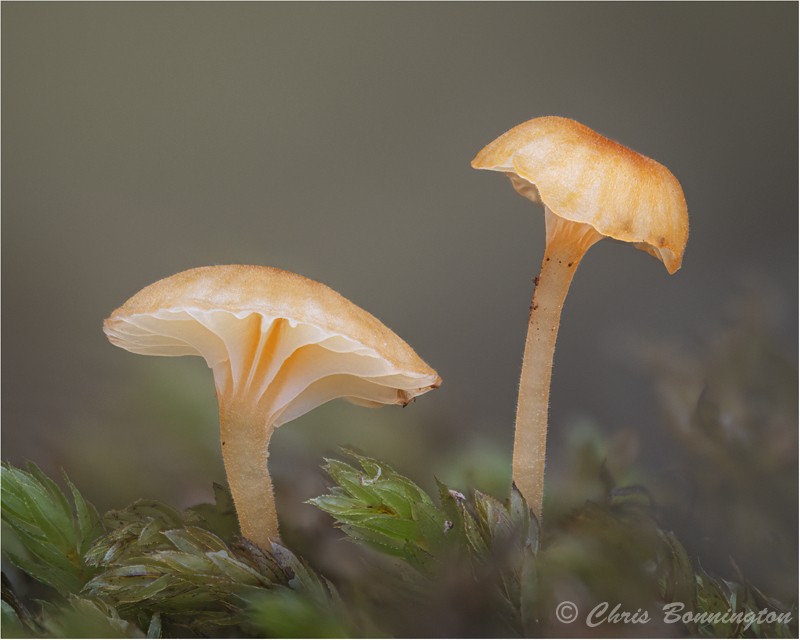 Orange Mosscap - Others