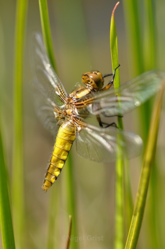 Broad-bodied Chaser - Wildlife