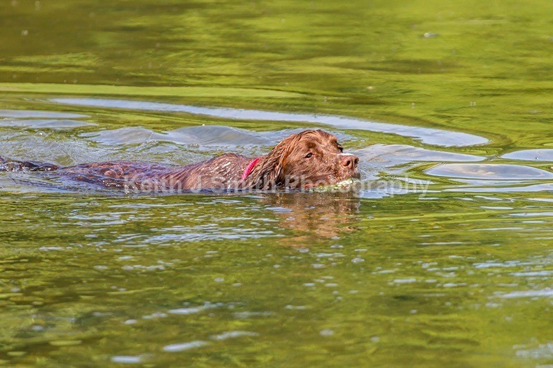 9KJS8680 - Dogs in Abington Park