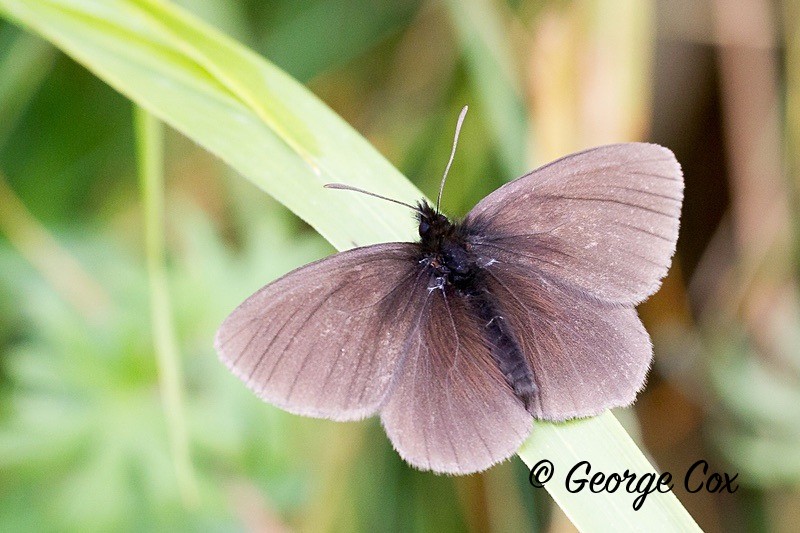 yellow spotted ringlet in pyrenees