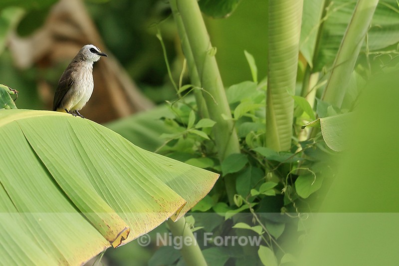 Yellow-vented Bulbul, Wat Kor Village, Cambodia - Yellow-vented Bulbul
