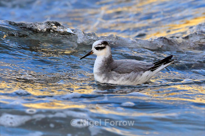 Grey Phalarope on the water at Farmoor Reservoir - Grey Phalarope