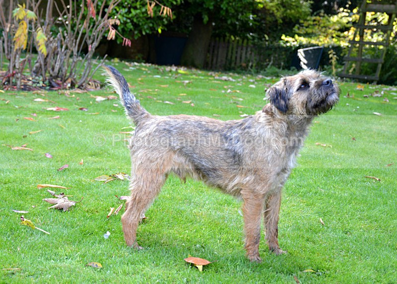  - Border Terriers