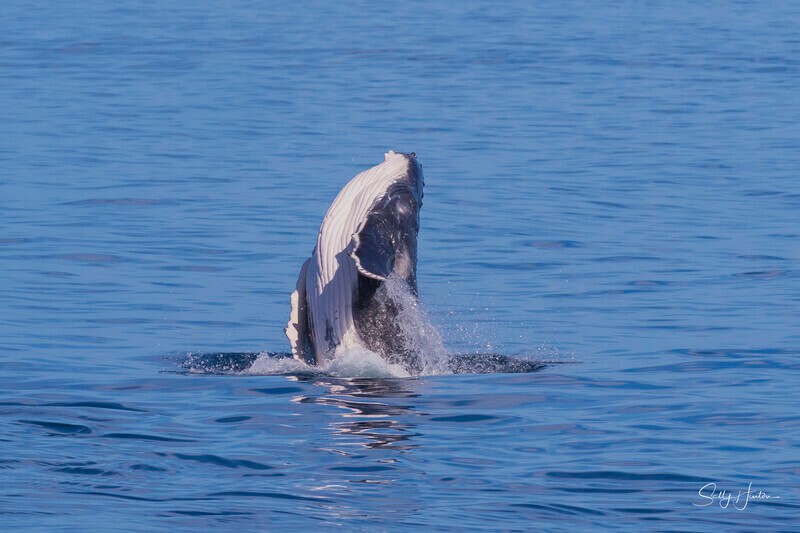0A3A8502 - 2024 Hervey Bay Whales