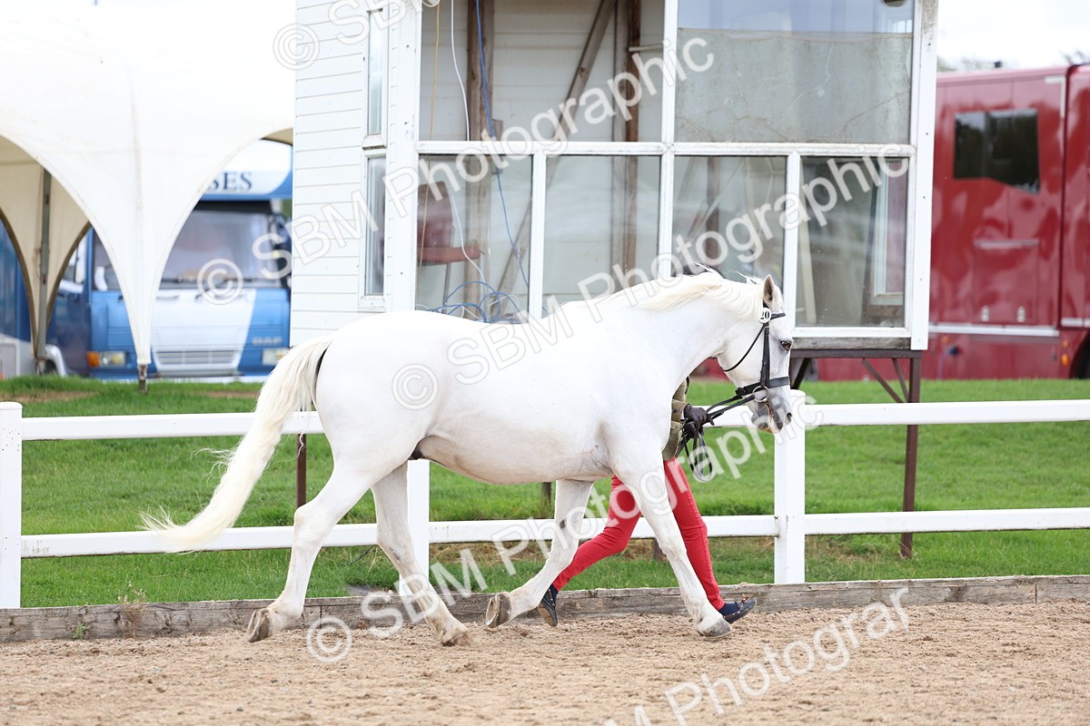 SBM_05047 - Class 27 - IH Competition Horse or Pony