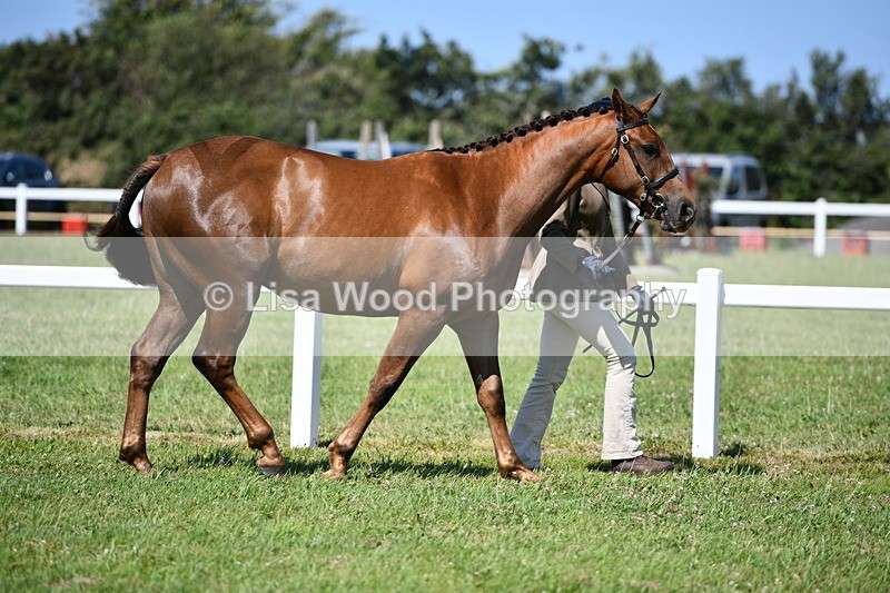 DSC_6704 - Class 57: Hunter/Riding Horse/Hack 1, 2 & 3 yr olds