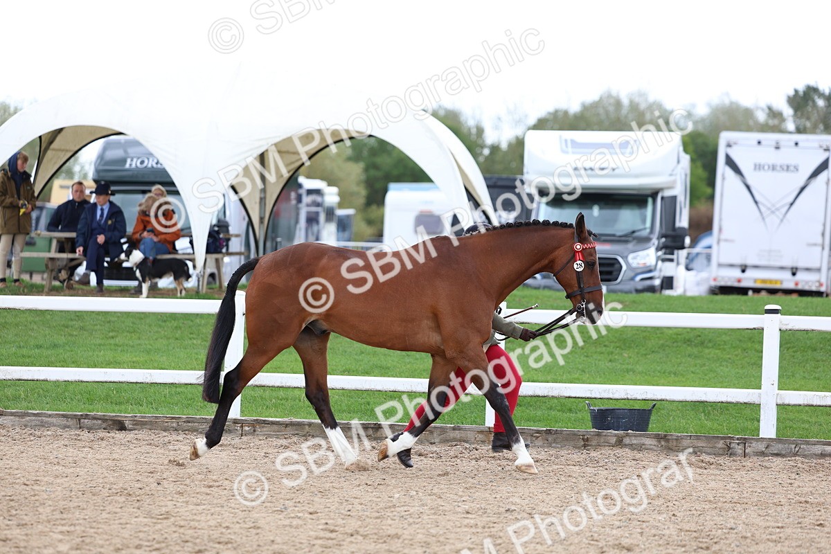SBM_05007 - Class 27 - IH Competition Horse or Pony