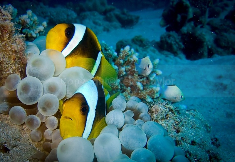 Red Sea Clownfish - 2010