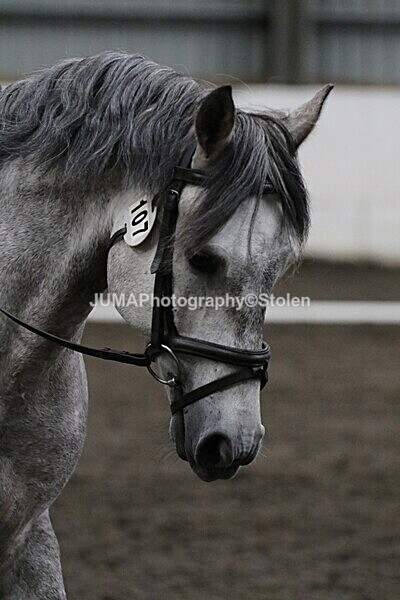 SIAL4040 - CAbin Dressage 5th july 2025