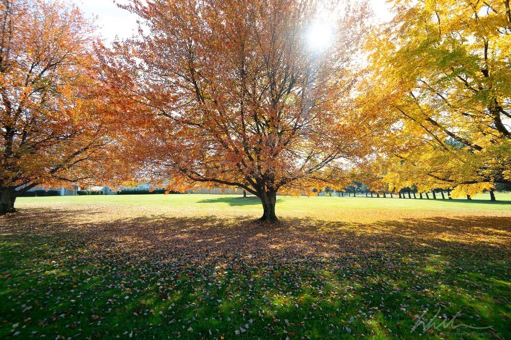 DSC_0774 - Trees