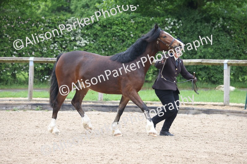 20260504-0164 - Class 2 - Youngstock