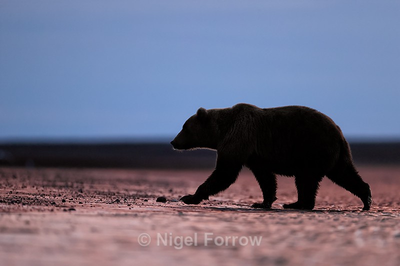 Brown Bear on beach at dawn, Silver Salmon Creek, Alaska - Brown Bear