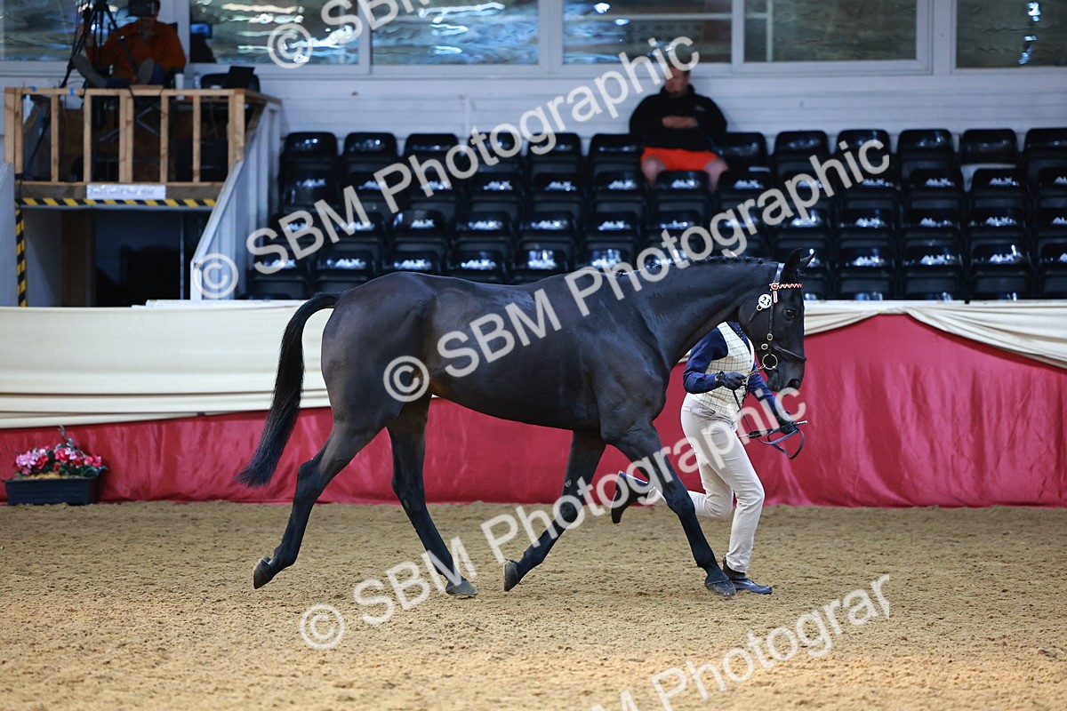 SBM_22297 - Class 902 - Supreme Final - IH Diamond