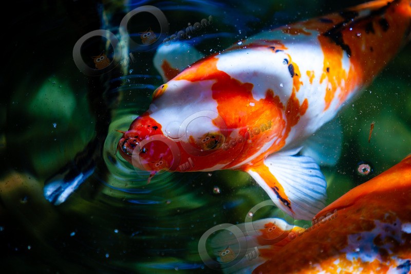 Koi-6825 - Pet Photography