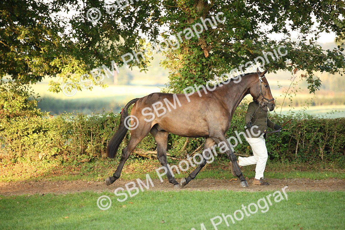 SBM_56823 - S49 - Riding Horse & Hack & Thoroughbred In Hand