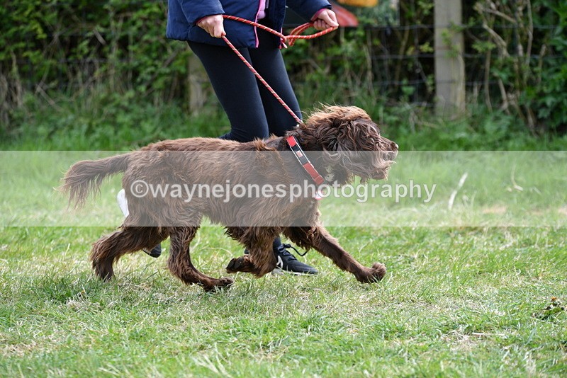 WJ5_9580 - Class 3 Most Handsome Dog