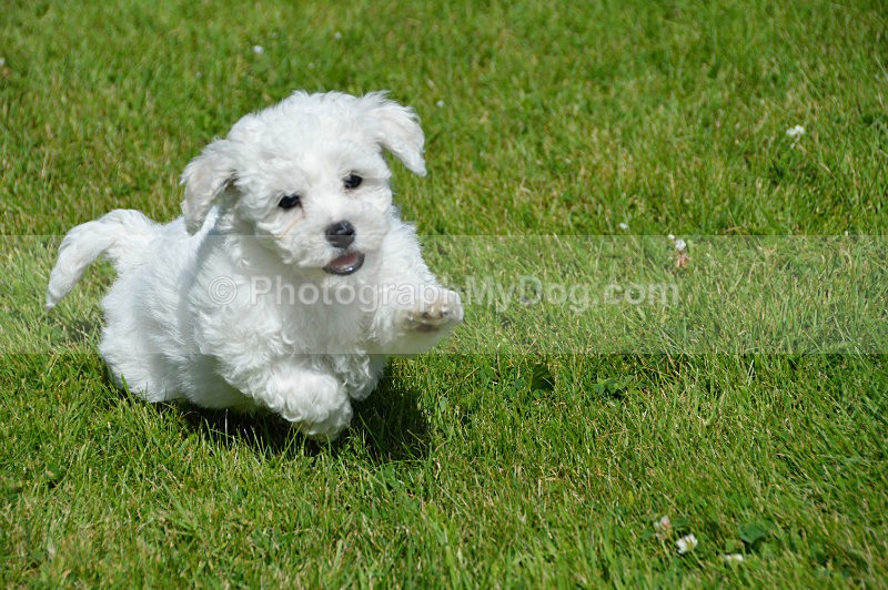  - Bichon Frises