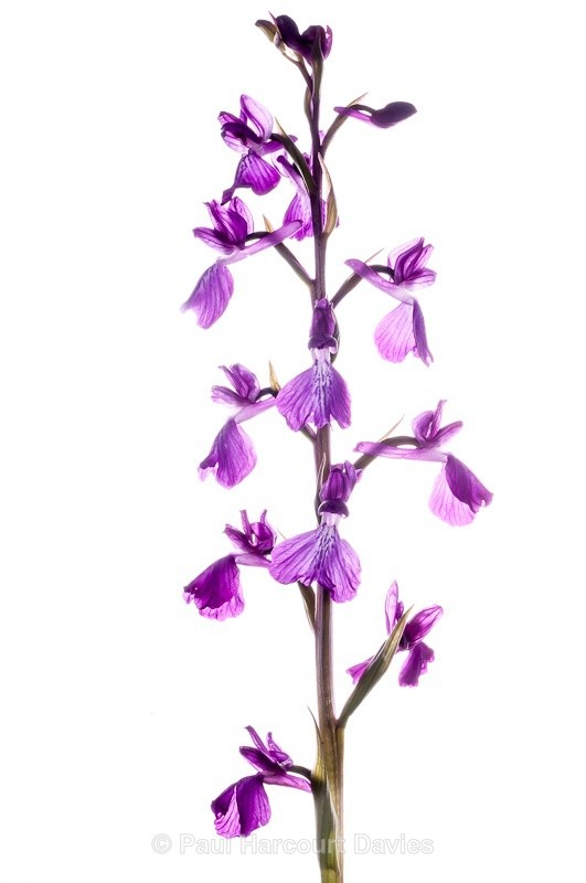  - WB: Orchids - Orchis