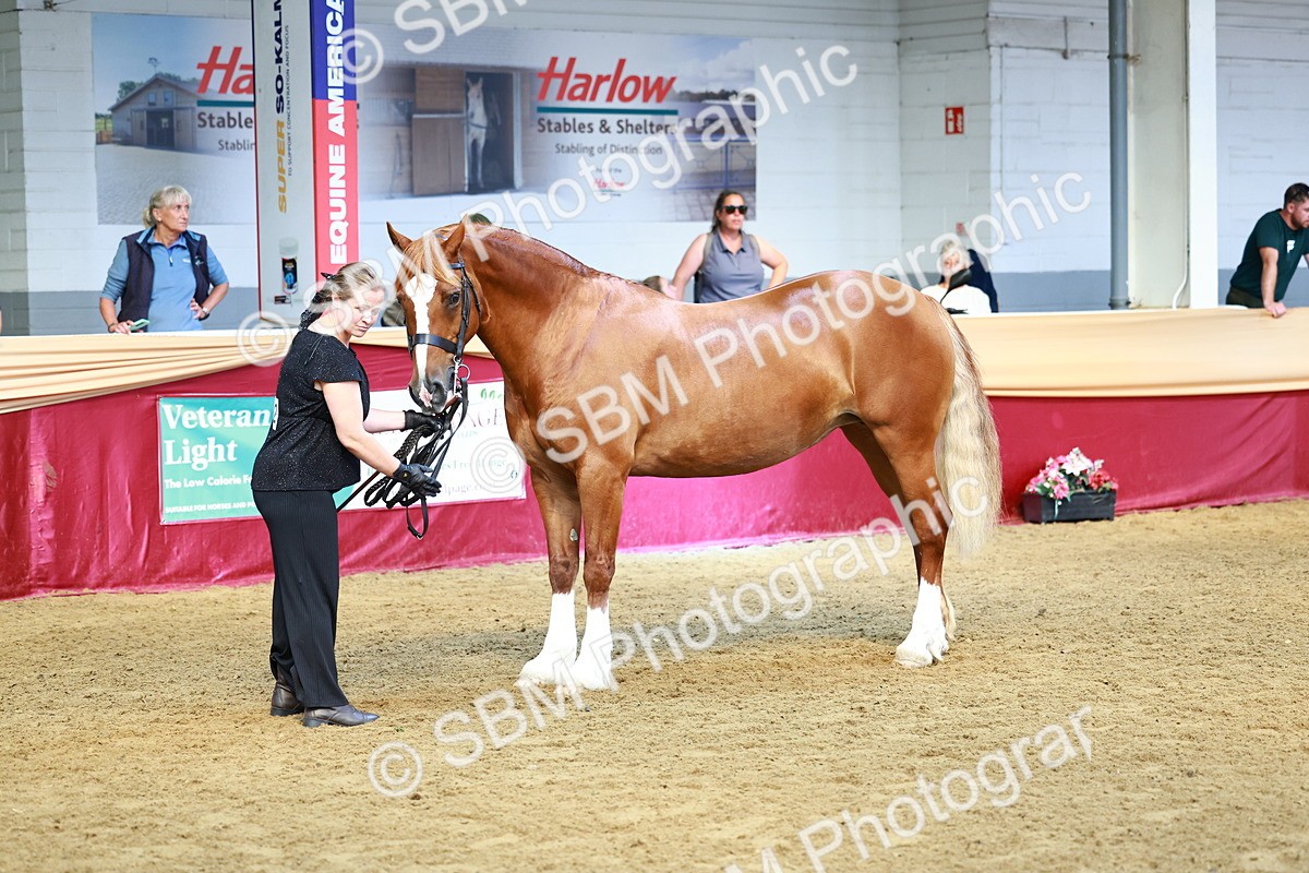 SBM_23138 - Class 903 - Supreme Final - IH Pre Vet