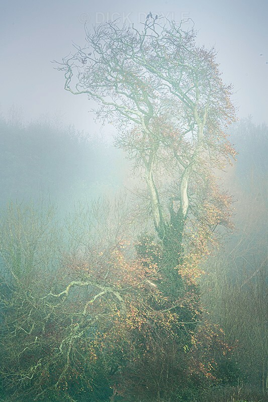 tree of character - Mood and mist with some lumen added