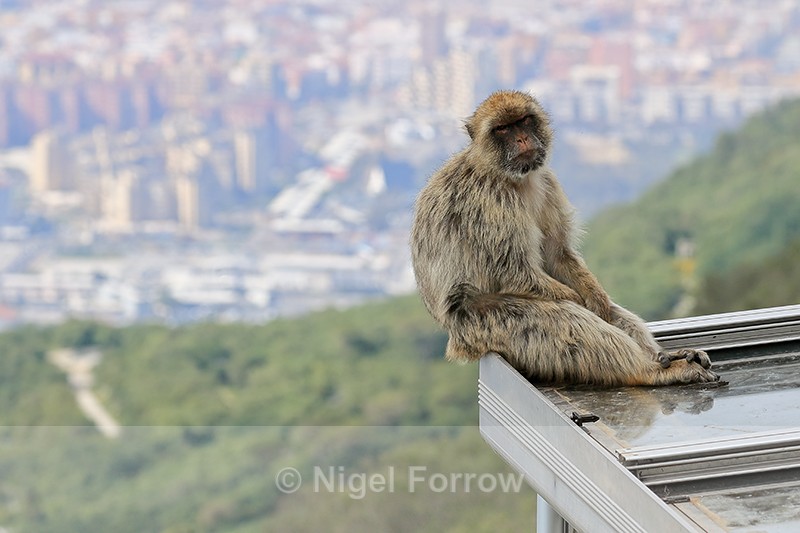 Barbary Macaque relaxes on rooftop at Cable Car Station, Gibraltar - Monkey