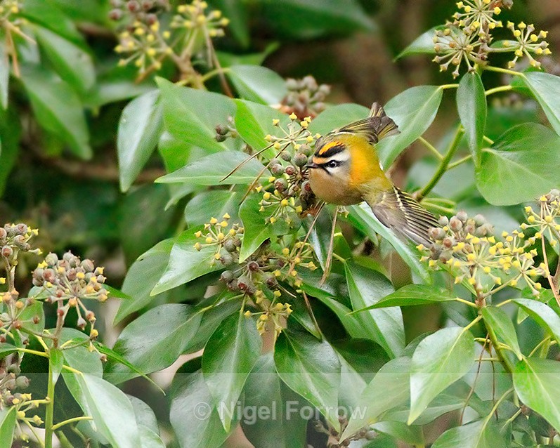 Firecrest about to take off on Brownsea Island - Firecrest