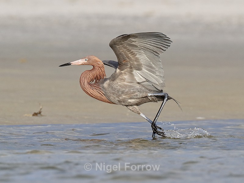 Reddish Egret with wings raised, Fort De Soto Park, Florida - Reddish Egret