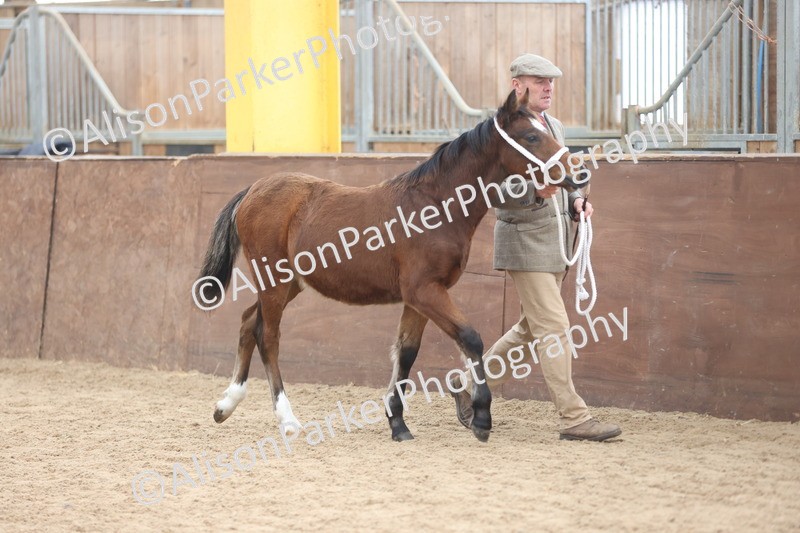 20251109-0759 - Class 24 - Foals